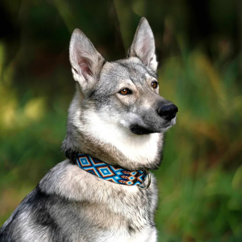 Hundehalsband Nayarit